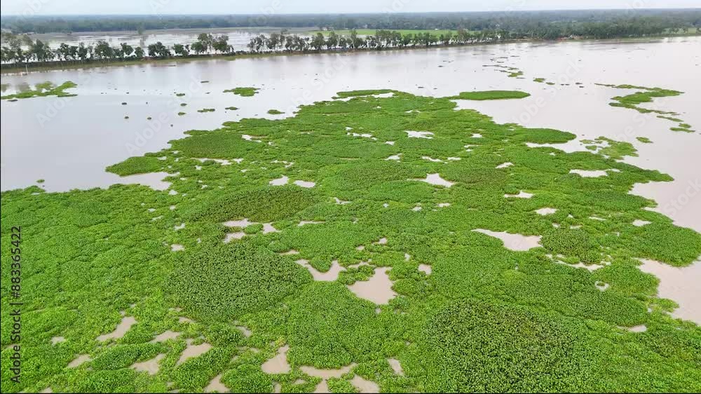 Pond or river water covered with purple water Hyacinth invasive flower Early morning smooth drone motion water covered with Invasive Hyacinth purple flowers at sunrise Aerial view Pond or river water covered with purple water Hyacinth invasive flower Early morning smooth drone motion water covered with Invasive Hyacinth purple flowers at sunrise Aerial view