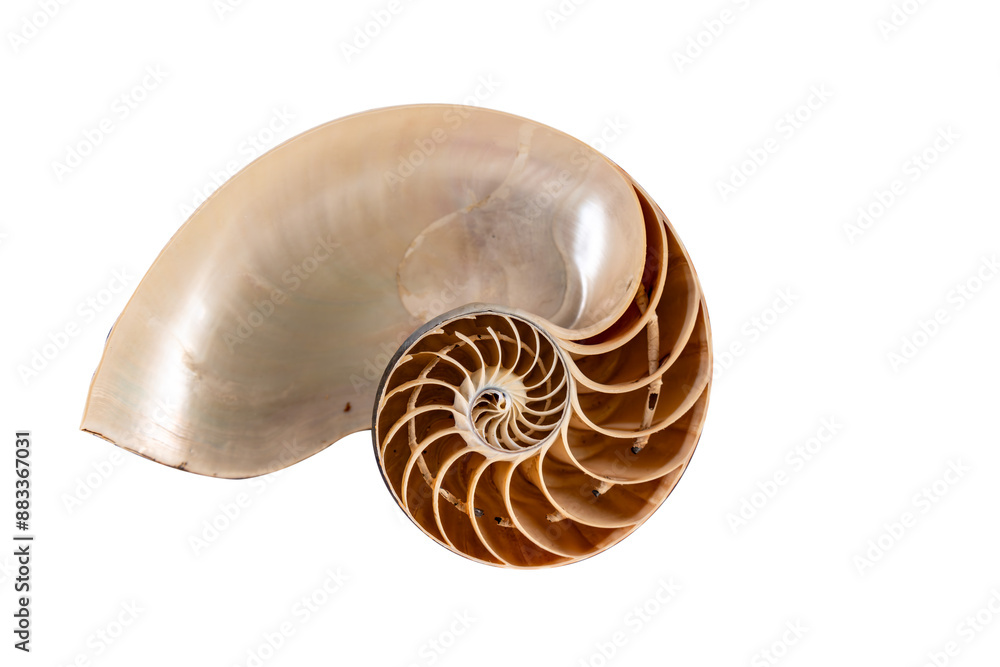 Macro photography of a nautilus shell cut in half, an ancient pelagic marine mollusc of the cephalopod family Nautilidae. isolated on white background with space for text Macro photography of a nautilus shell cut in half, an ancient pelagic marine mollusc of the cephalopod family Nautilidae. isolated on white background with space for text