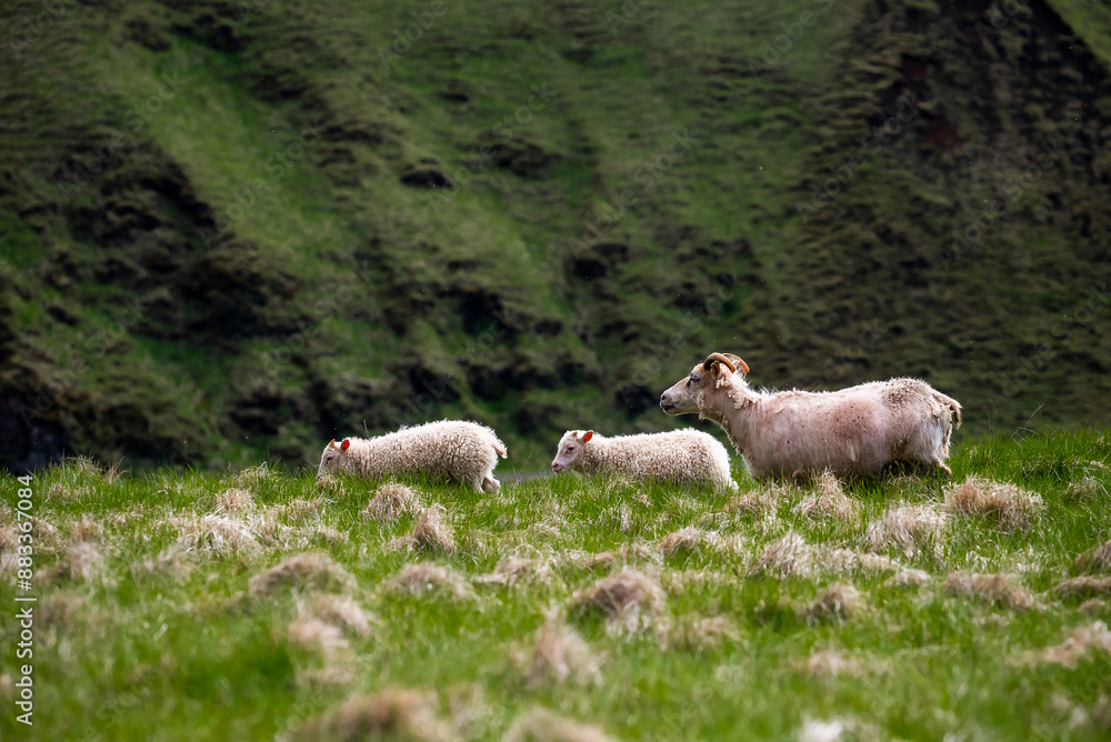 Fototapeta premium Icelandic sheep with lambs grazing on a green meadow in the Icelandic countryside