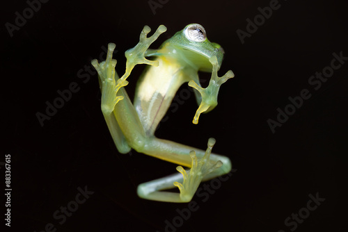 Ventral portrait of a speckled glass frog (Teratohyla(Cochranella) pulverata), Costa Rica photo