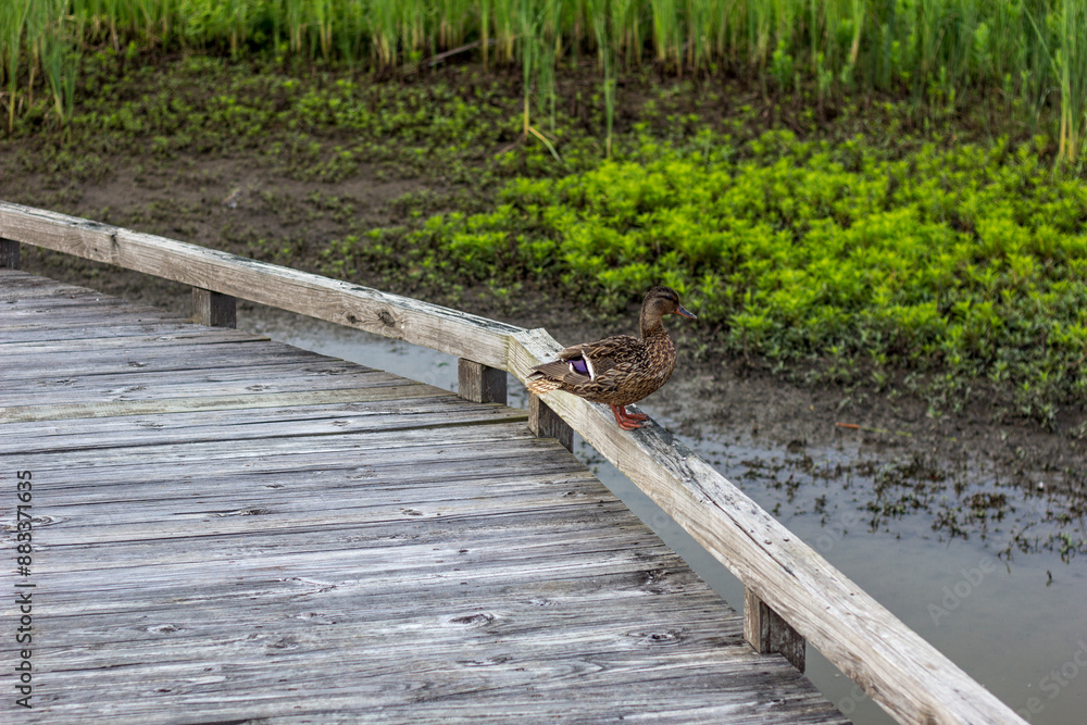 Fototapeta premium Ducks, Glacier Ridge Metro Park, Dublin, Ohio