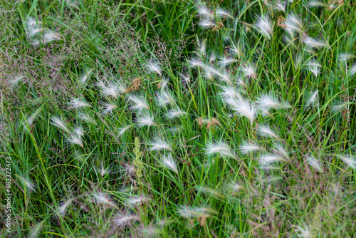 Photography Grasses, Glacier Ridge Metro Park, Dublin, Ohio