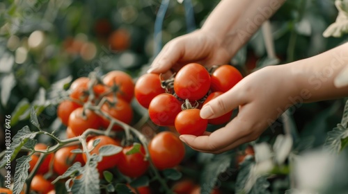 Close-up of hands picking tomatoes in a garden