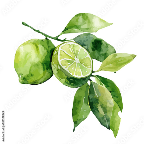 Watercolor drawing of a lime (citrus fruit), isolated on a white background, clipart image, Illustration painting, design art, lime (citrus fruit) vector, Graphic logo, drawing clipart. 