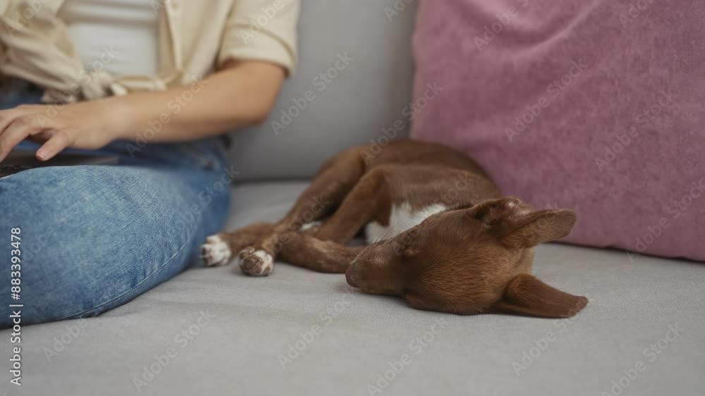 A woman typing on a laptop next to a sleeping dog on a gray couch in a cozy living room. A woman typing on a laptop next to a sleeping dog on a gray couch in a cozy living room.