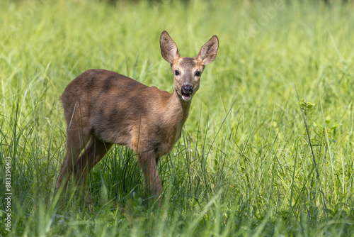 Wallpaper Mural Reh Torontodigital.ca