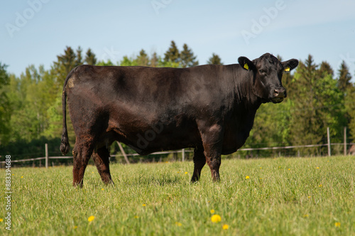 Black angus cow standing on grassland