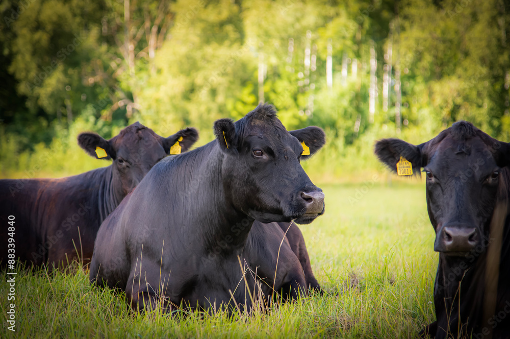 Black angus cow laying down
