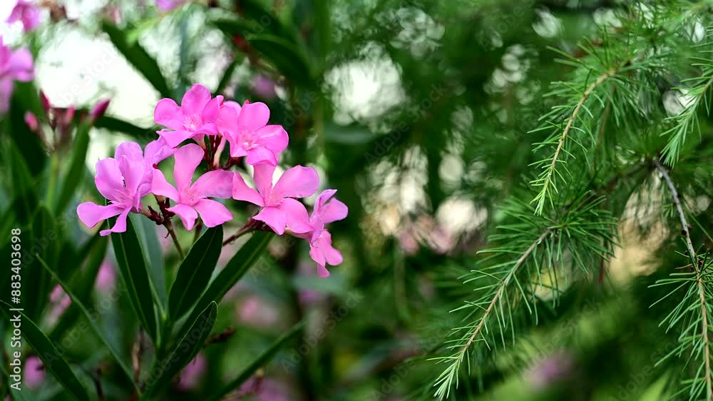 pink oleander flowers in the garden pink oleander flowers in the garden