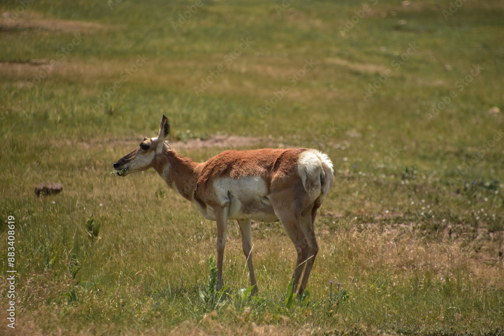 American Antelope Grazing in a Large Field American Antelope Grazing in a Large Field