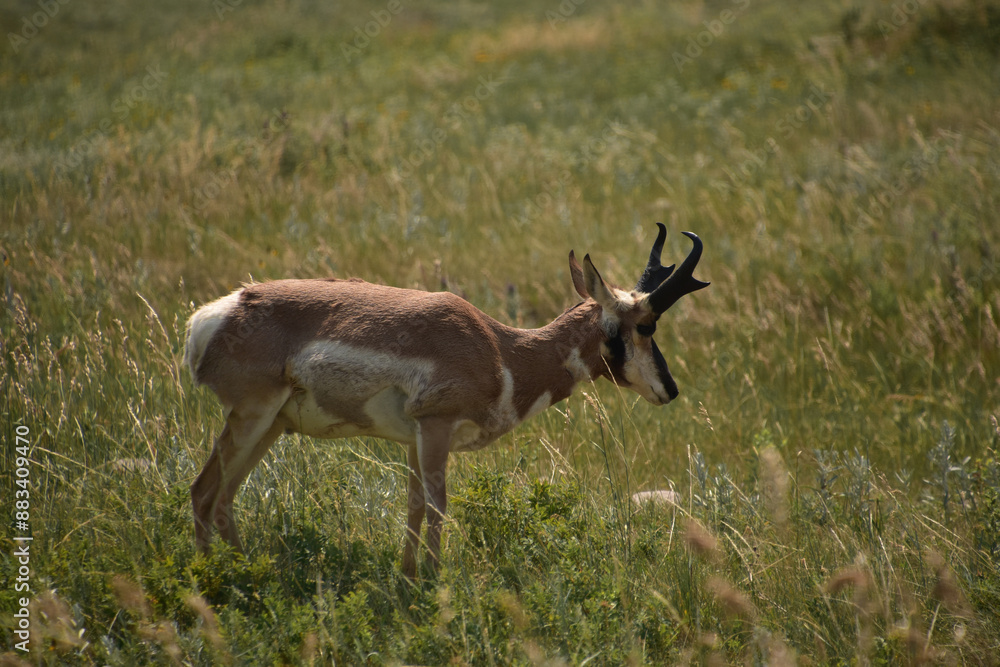 Grasslands with a Pronghorn Antelope in It Grasslands with a Pronghorn Antelope in It