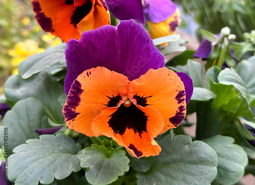 Flowering Violet of Vittrock, or garden pansies photo