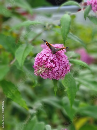 Butterfly on a flower