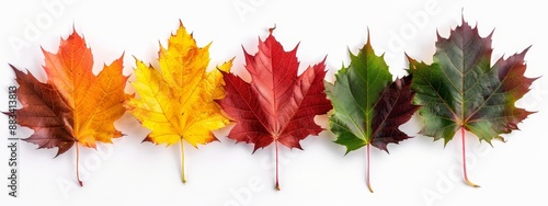  A row of leaves, each distinguished by unique colors, aligned on a white background Colors of leaves contrastingly depicted on either side photo