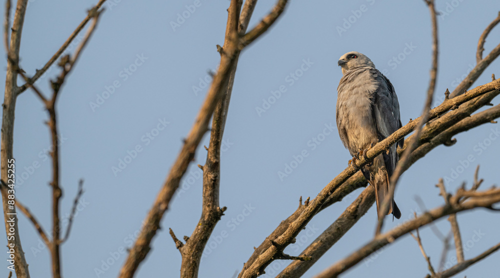 Closeup of a Mississippi kite perched in a dead tree. Closeup of a Mississippi kite perched in a dead tree.