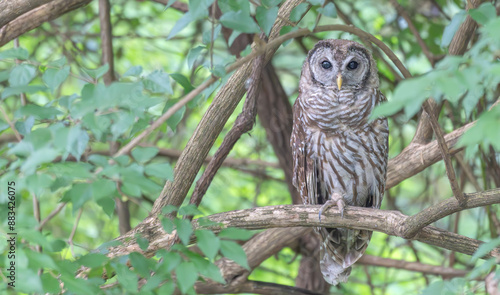 Closeup of a barred owl perched in a tree surrounded by bright green leaves.