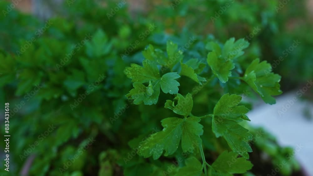 Italian parsley growing outdoors in a garden in puglia, with close-up leaves showing vibrant green color and rich texture, ideal for cooking and gardening visuals. Italian parsley growing outdoors in a garden in puglia, with close-up leaves showing vibrant green color and rich texture, ideal for cooking and gardening visuals.