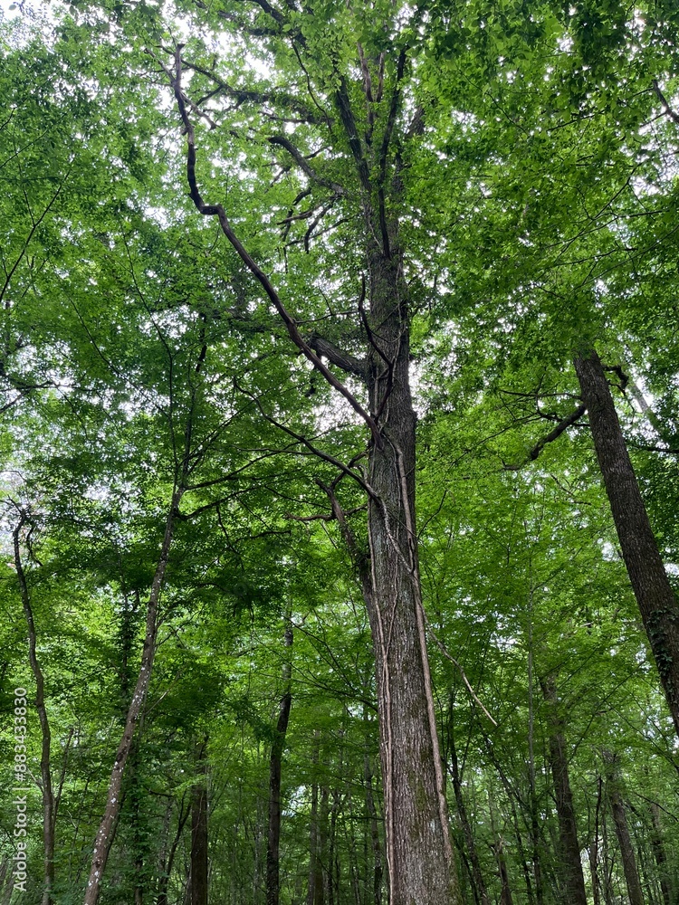 Fototapeta premium Beautiful green trees in the forest 