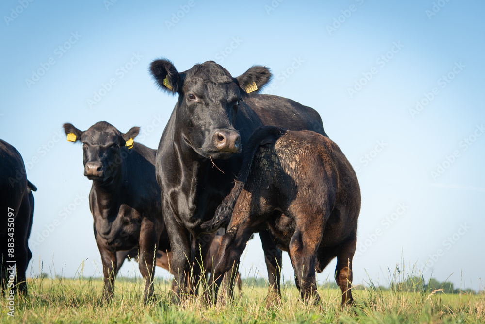 black angus cow and calf suckling black angus cow and calf suckling