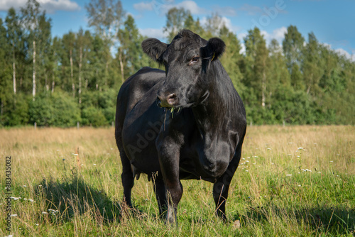 black angus cow
