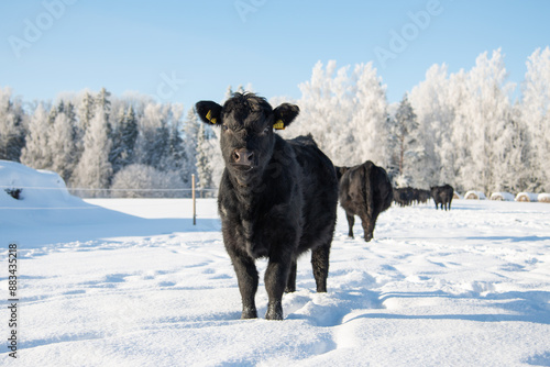 black angus calf in winter snow