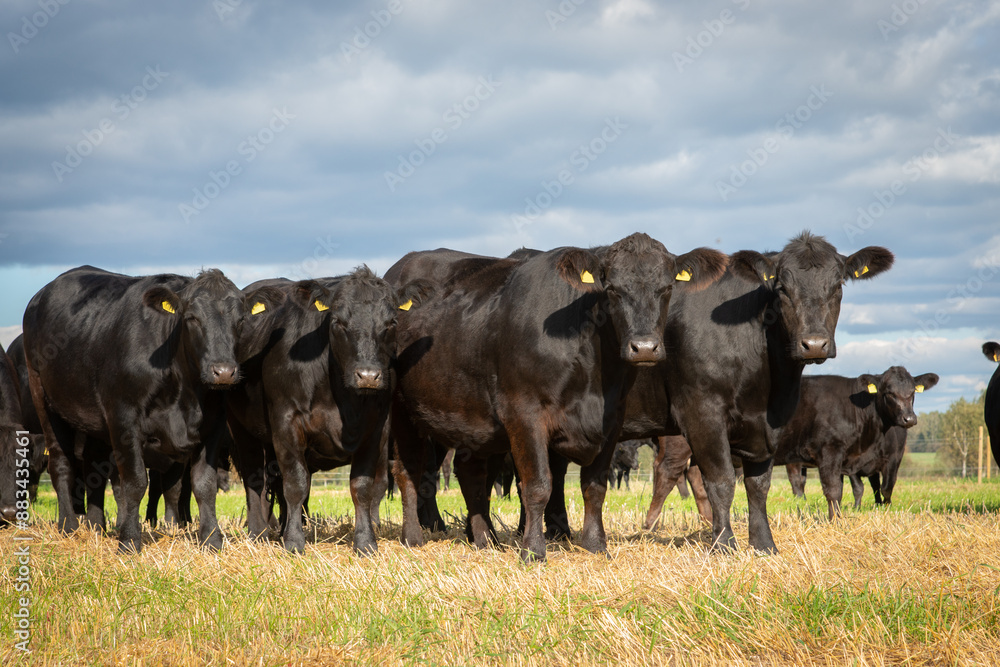 herd of black angus cows herd of black angus cows