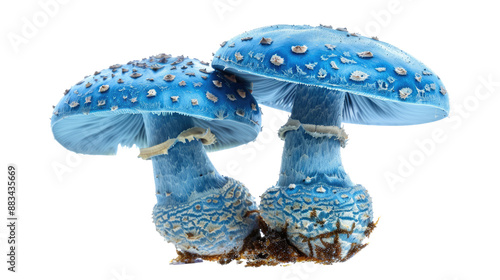 Florescent mushrooms on a transparent background photo