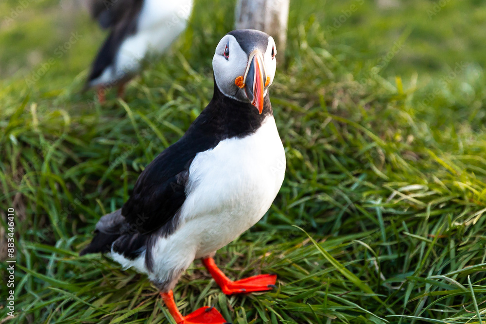 Naklejka premium Single Atlantic puffin perched on a grassy cliff with a rocky backdrop in Iceland
