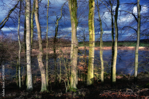 Fototapeta Naklejka Na Ścianę i Meble -  Las