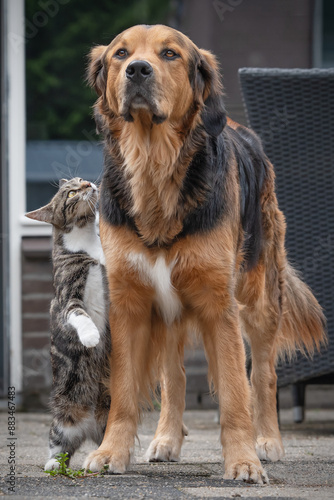 Dog and Cat