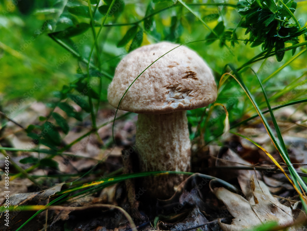 Mushroom birch bolete. Close up macro Mushroom birch bolete. Close up macro