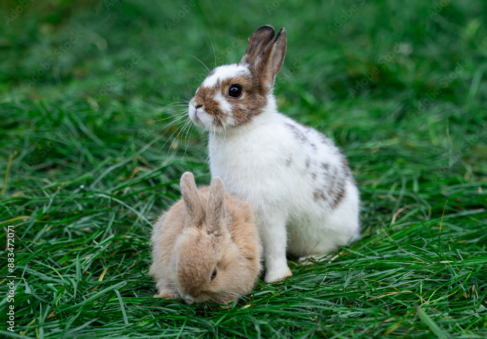 Two dwarf fox and white with brown spots colored rabbits sit on a green grass on a sunny day before Easter