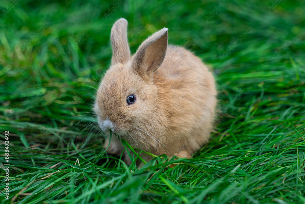 Colored dwarf rabbit fox sits on a green grass on a sunny day before Easter Colored dwarf rabbit fox sits on a green grass on a sunny day before Easter