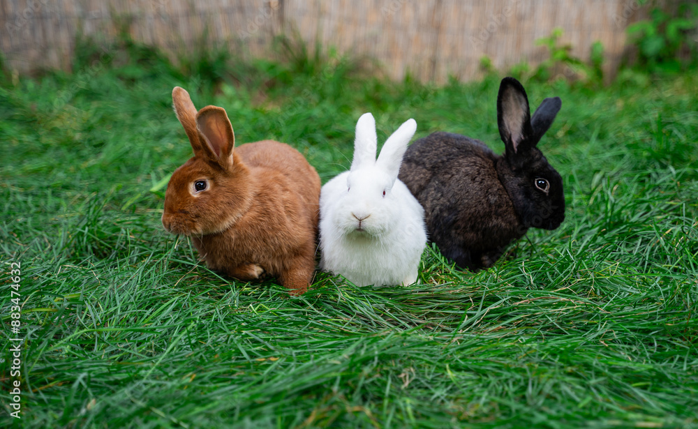 Obraz premium Three new zealand red white black rabbits sit on green grass on a sunny day before Easter