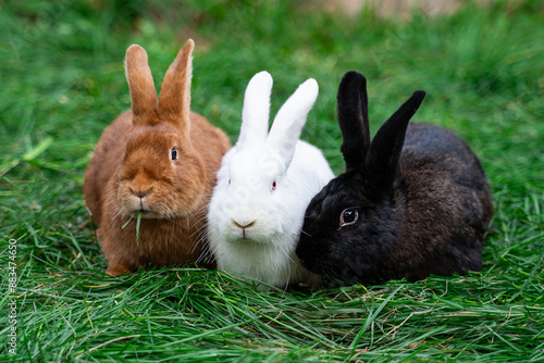 Obraz na płótnie Three new zealand red white black rabbits sit on green grass on a sunny day before Easter w salonie
