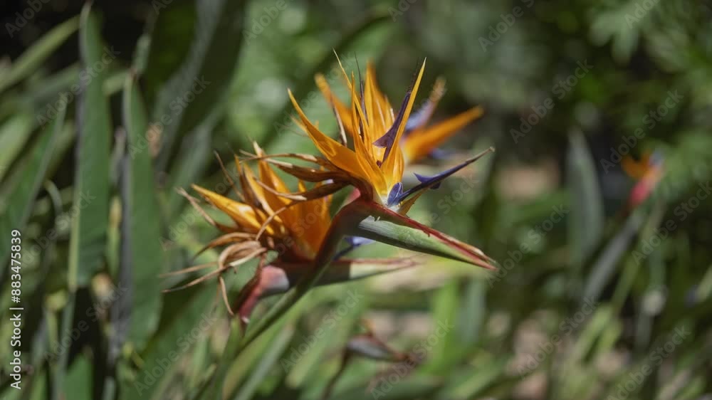 Close-up of a strelitzia reginae, also known as bird of paradise, amidst lush green foliage.