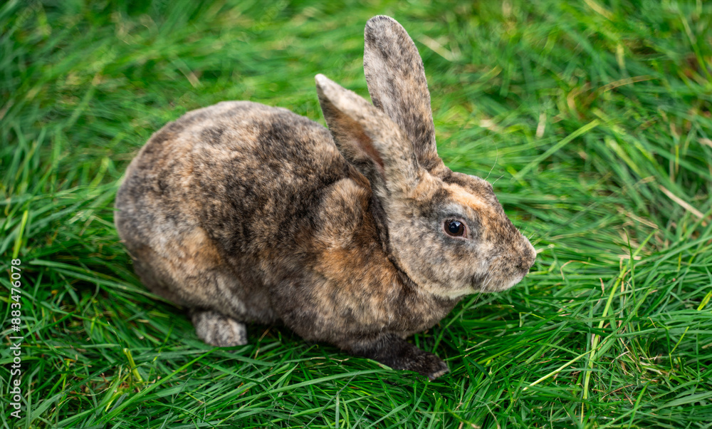 Fototapeta premium Brown spotted rex rabbit sits on green grass on a sunny day before Easter