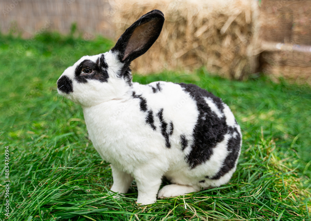 Black and white spotted rex rabbit sits on green grass on a sunny day before Easter Black and white spotted rex rabbit sits on green grass on a sunny day before Easter