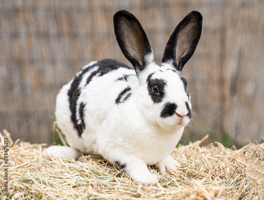 Fototapeta premium Black and white spotted rex rabbit sits on dry grass on a sunny day before Easter