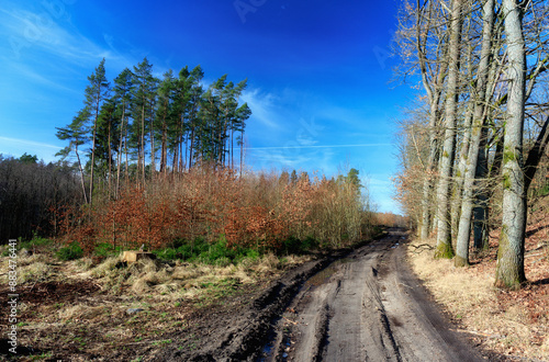 Fototapeta Naklejka Na Ścianę i Meble -  Leśna droga
