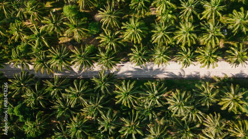 Aerial view Palms or Coconuts tree jungle and country road 