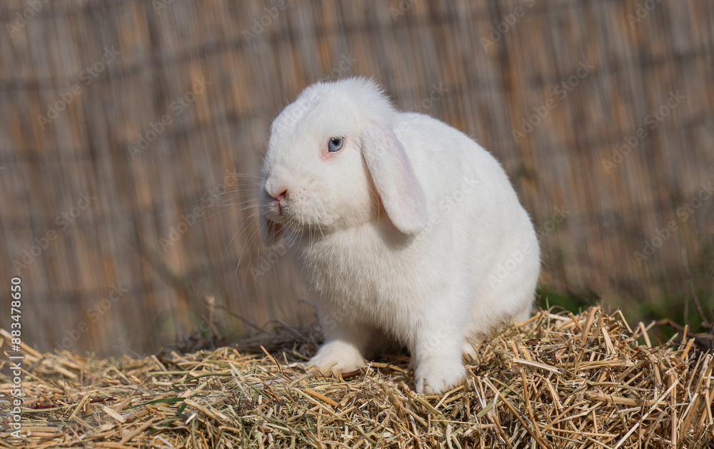 White medium-sized lop-eared rabbit ram sits on dry grass on a sunny day before Easter White medium-sized lop-eared rabbit ram sits on dry grass on a sunny day before Easter