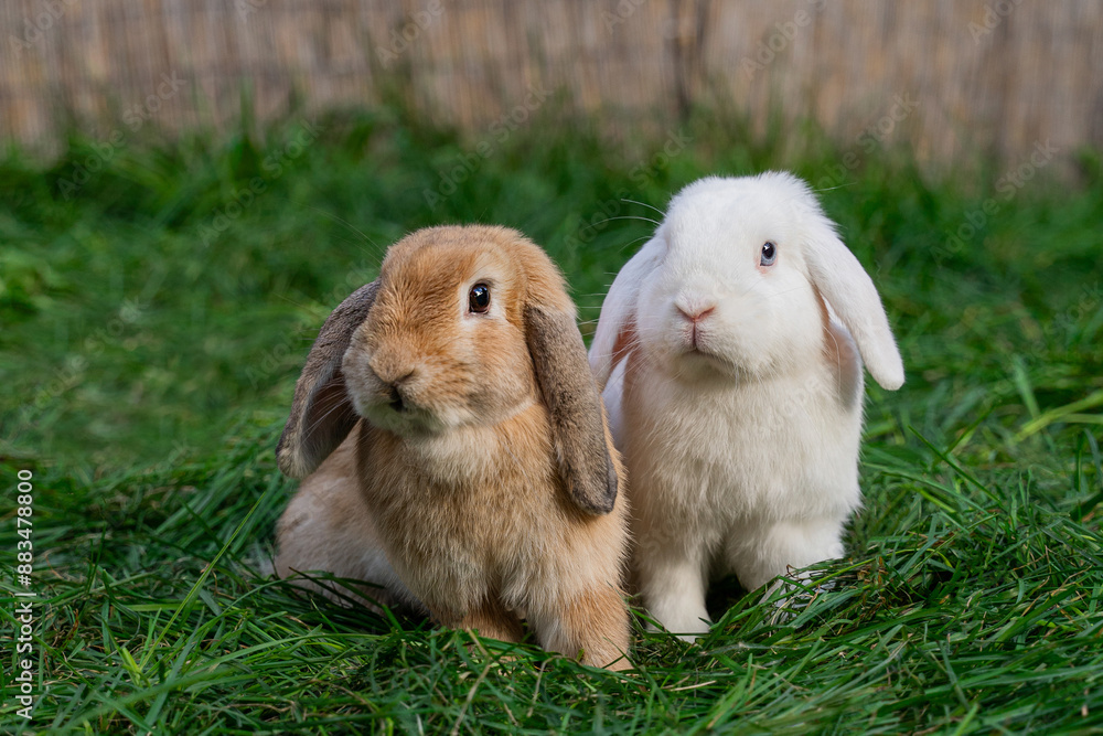 Two medium-sized lop-eared white and red rabbit ram sit on green grass on a sunny day before Easter