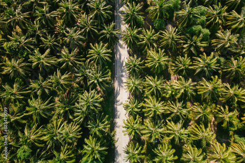 Aerial view Palms or Coconuts tree jungle and country road 