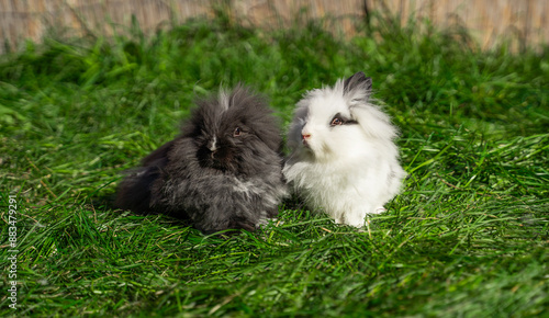 Quadro su tela Two of Angora dwarf rabbit minor medium size white and grey sit on a green grass