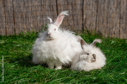 Canvastavla Two large sized Angora White gray rabbits sit on green grass on a sunny day befo