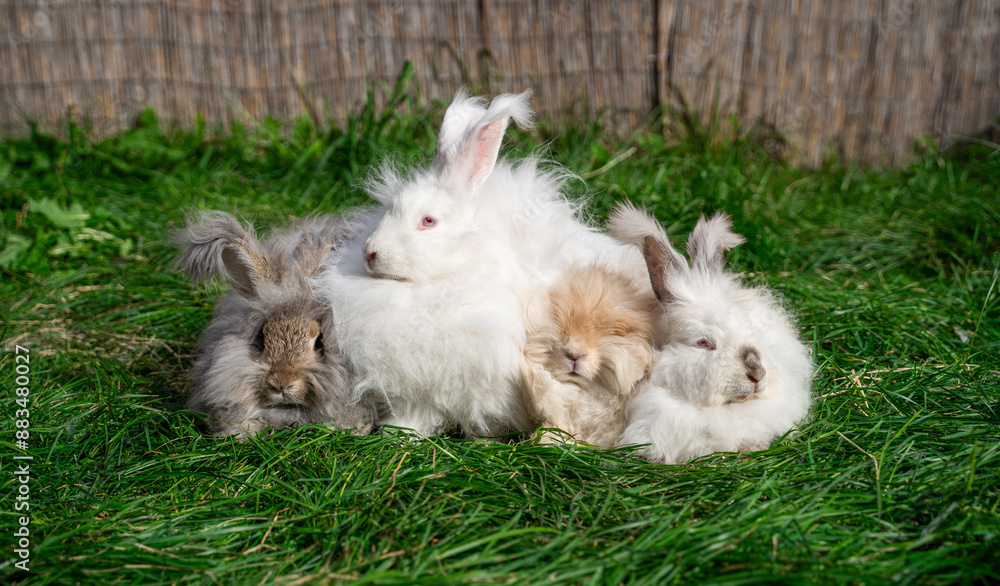 Four large sized Angora White gray red rabbits sit on green grass on a sunny day before Easter