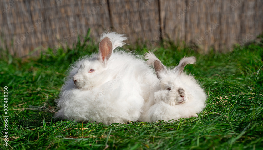 Two large sized Angora White gray rabbits sit on green grass on a sunny day before Easter