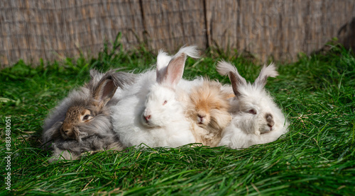 Four large sized Angora White gray red rabbits sit on green grass on a sunny day before Easter