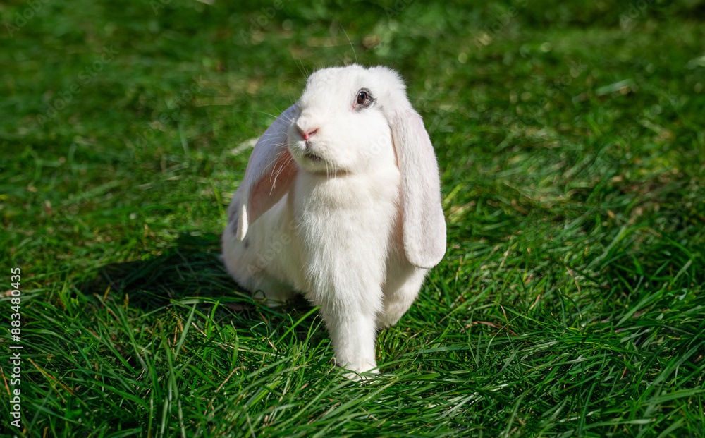 Large sized white rabbit lop-eared ram sitting on green grass on a sunny day before Easter